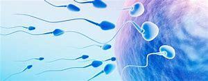 单精子卵母细胞质移植是几代人的试管婴儿