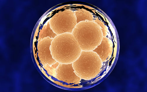 温州借卵试管包成功-胚胎成功植入后，体温是否上升？