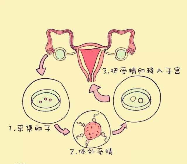 镇江供卵试管包成功多少钱-黑龙江省多囊卵巢试管婴儿的成功与哪些因素有关？