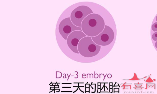 湛江借卵：植入3天新鲜胚胎的过程是什么？